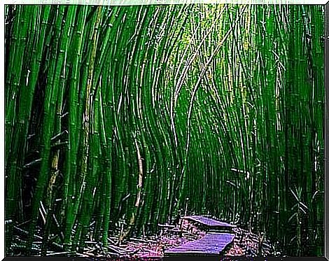 Bamboo