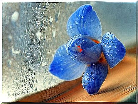 Finding an end to begin again - Blue flower by the window