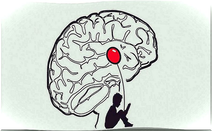 The brain