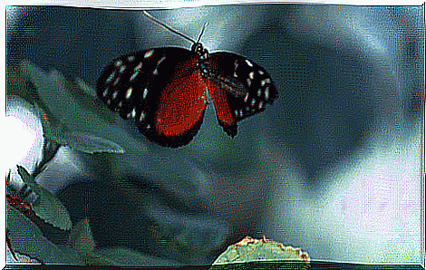 gif of a butterfly