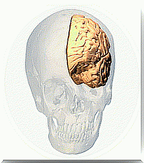 front cingulum cortex