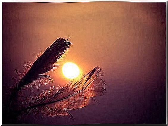 Feathers at sunset