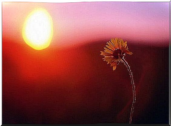 Lonely marigold at sunset