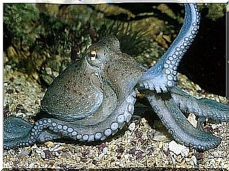 The mysteries surrounding the octopus' intelligence