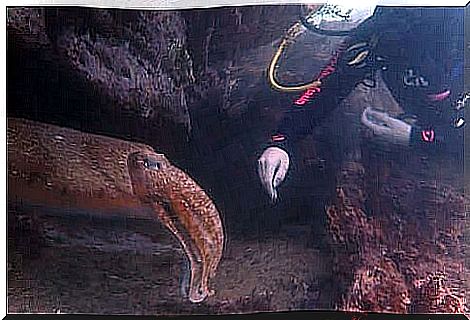 A diver touching an octopus.