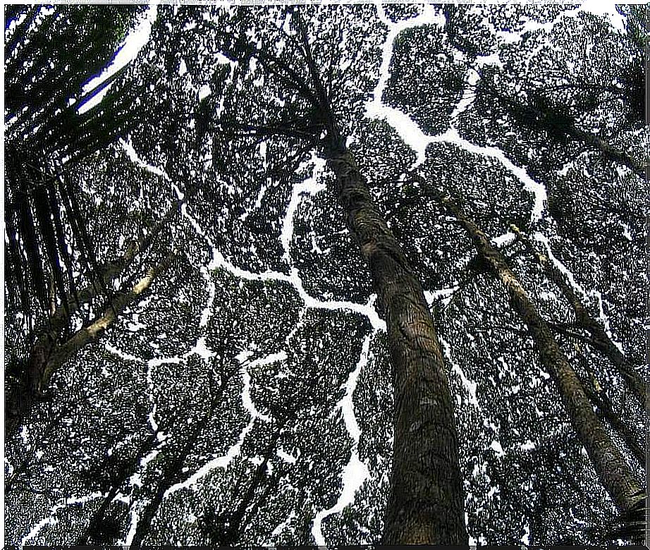 Trees with crown shyness