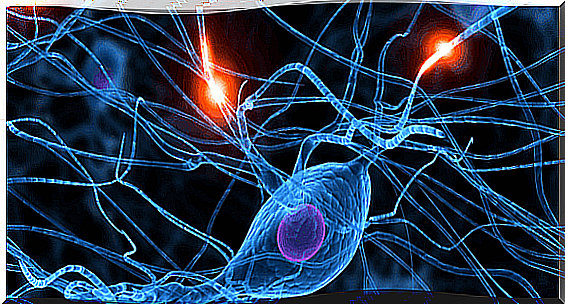 Neurons